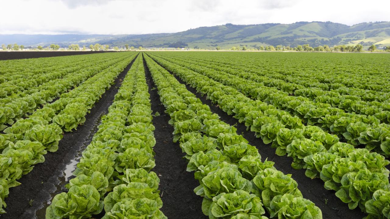 Rows of lettuce on a farm under a cloudy sky. 