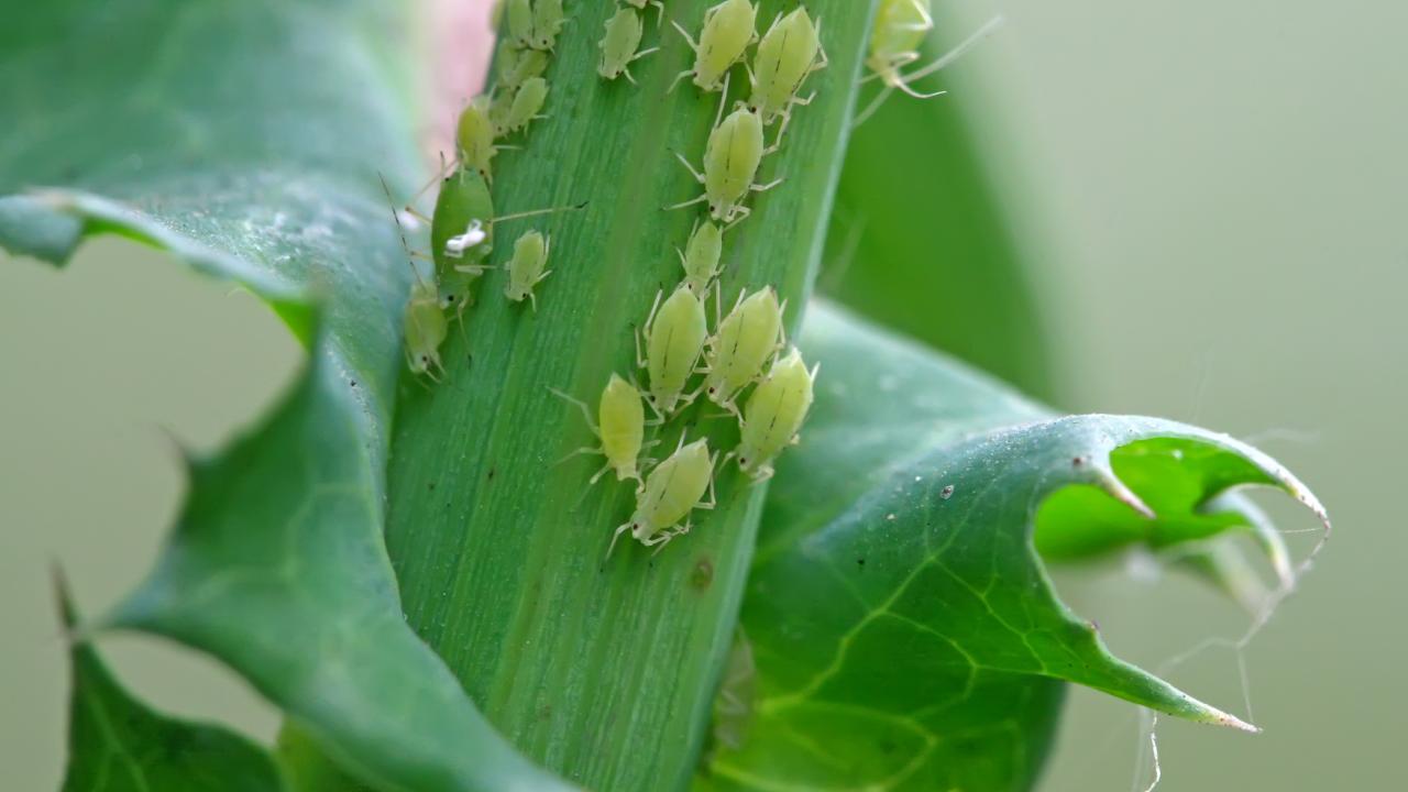 Aphids on a green plant stalk. 