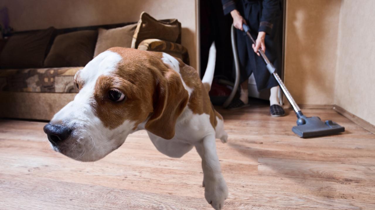 Dog leaps away from vacuum cleaner
