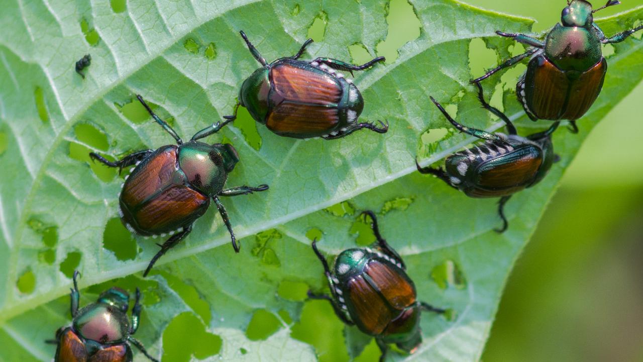 Mirror Image Pheromones Help Beetles Swipe Right