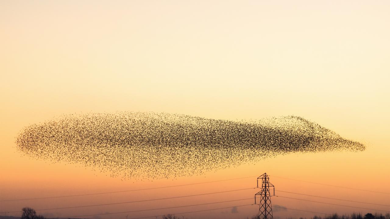 Stock image of a cloud-like flock of starlings at sunset. 
