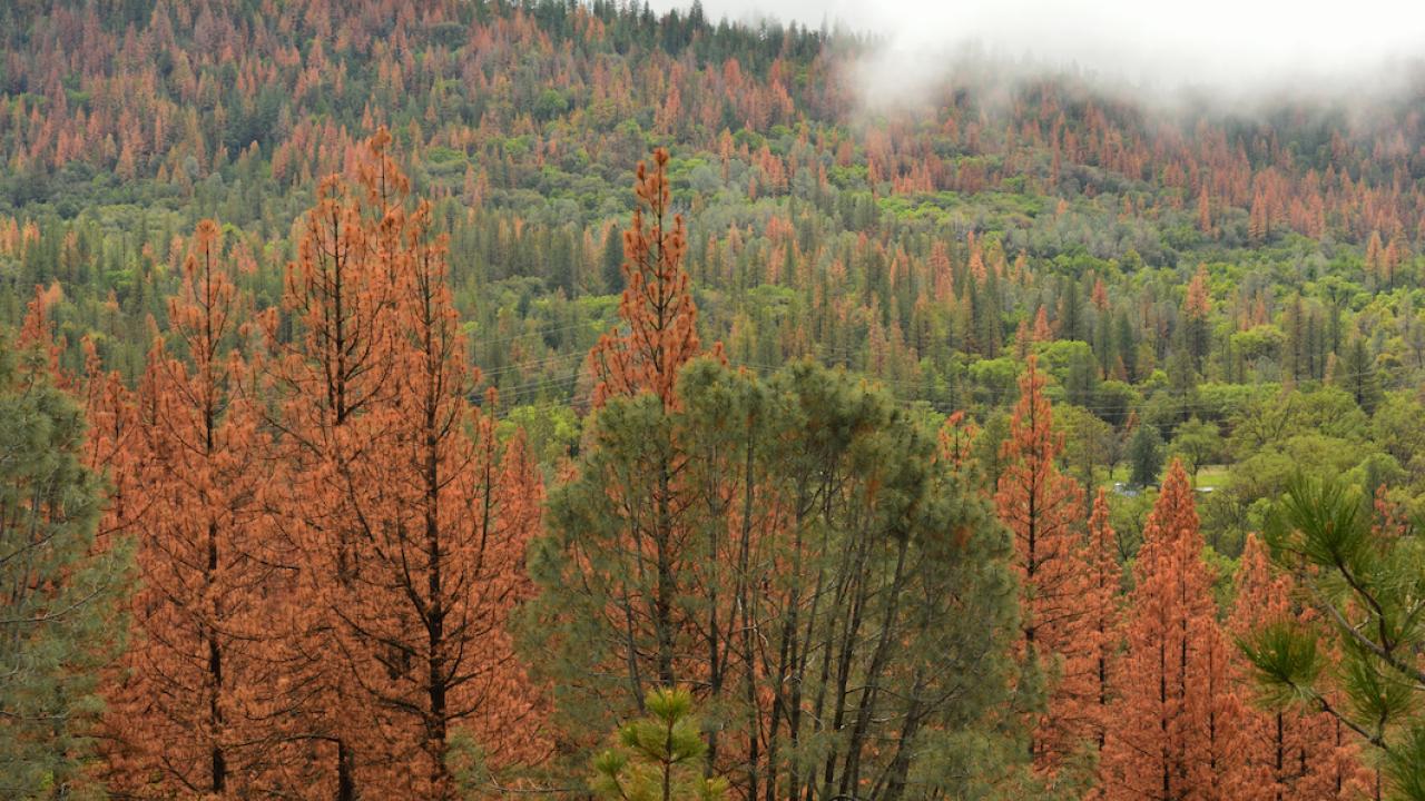 A forested landscape in the Sierra Nevada mountains with rusty orange trees indicating bak beetle damage 