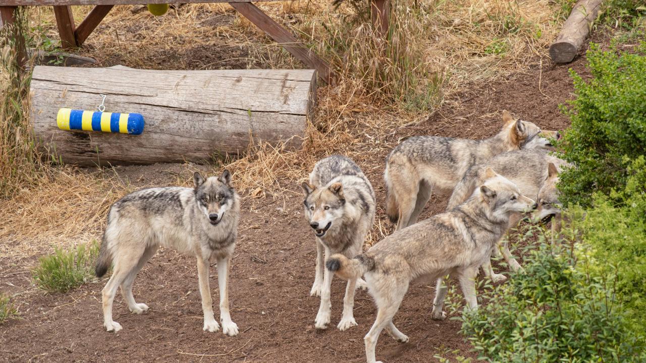 Gray wolves at the Oakland Zoo