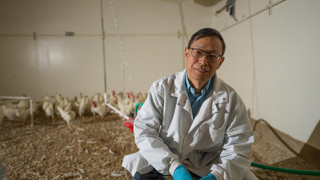 A man in a lab coat and glasses kneels facing the camera in a poultry shed. White chickens are in the background. 