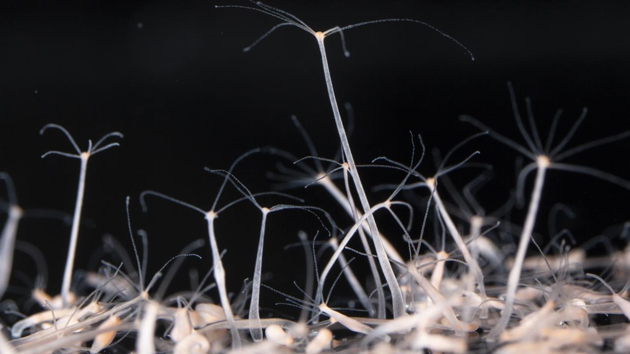 Translucent stalks with fine tentacles rise from the bottom of the screen against a black background. 