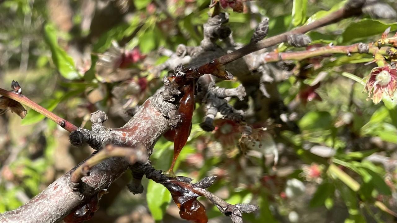 A gummy like substance drips on the branches of an almond tree near Fresno. The tree is infected with the pathogen Phytophthora syringae. The pathogen is usually found in tree roots but intense storms created the right conditions for the pathogen to "swim" up trunks. (Emily C. Dooley/UC Davis)