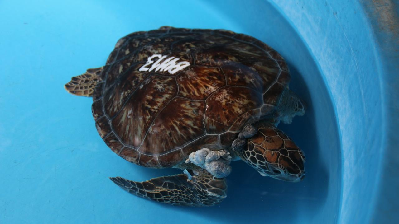 Sea turtle with tumors
