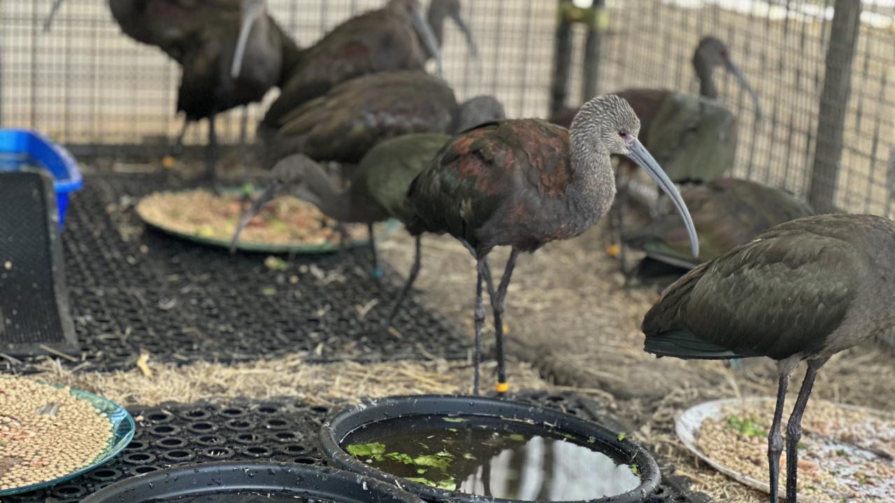 Ibises rest besides plates of food and water in an outdoor enclosed wildlife care facility