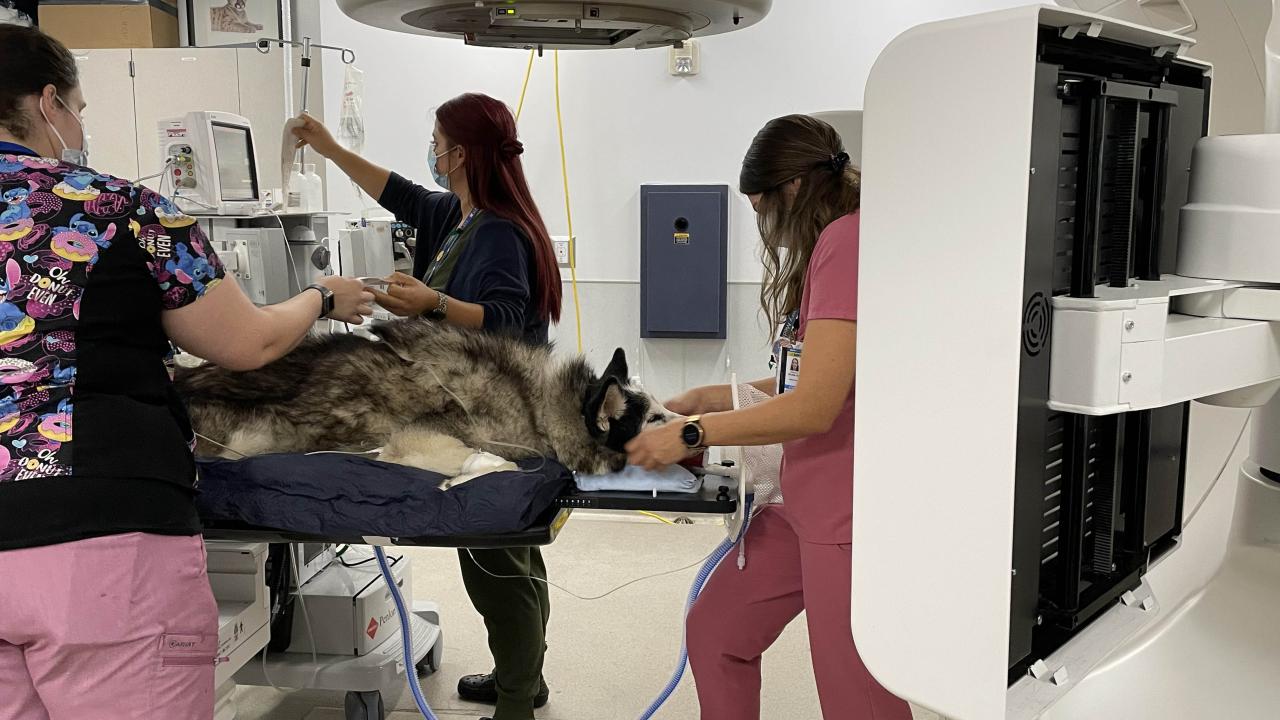 A German shepherd mix dog lies on an exam table and is being prepped for a cancer treatment in a linnear accelerator.