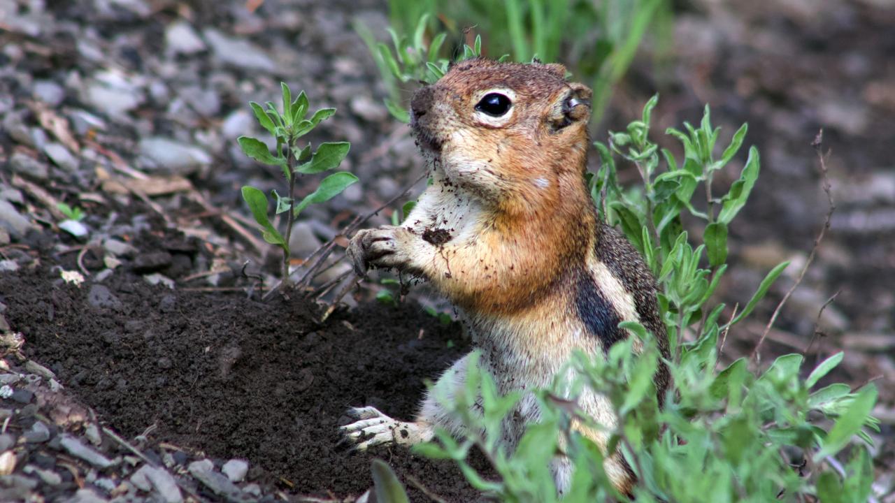 Golden-mantled ground squirrel in the outdoors