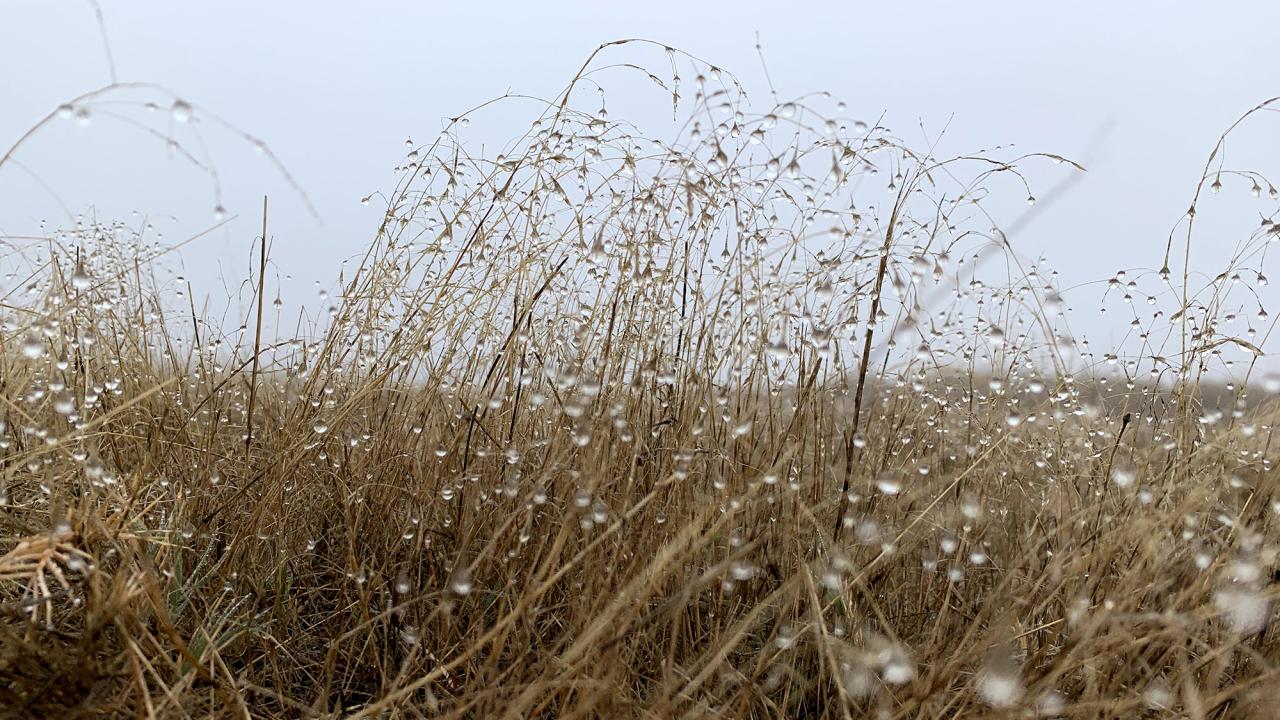 Long grass against a grey sky with raindrops on the camera lens. 