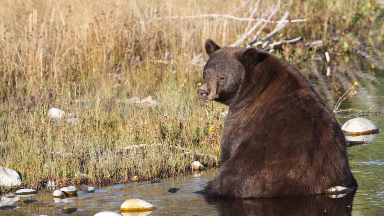 Bear sits in creek