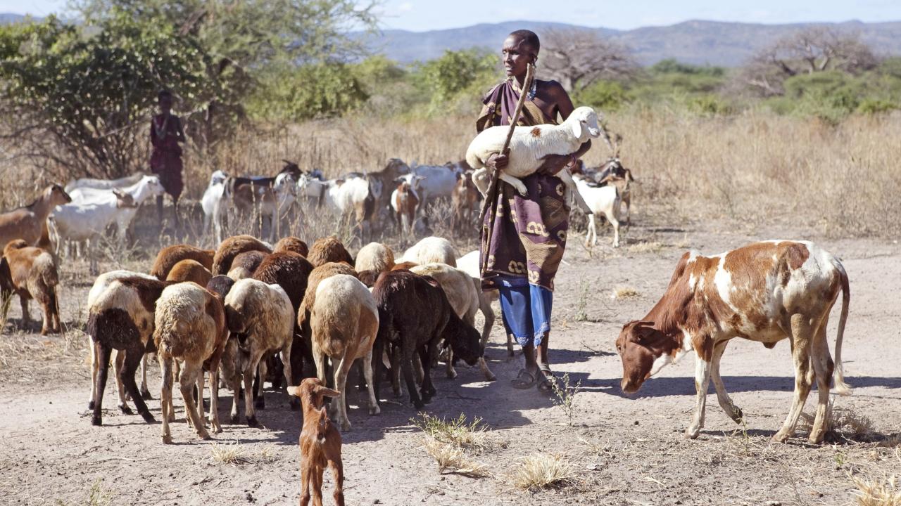 Woman in Tanzania walking with livestock