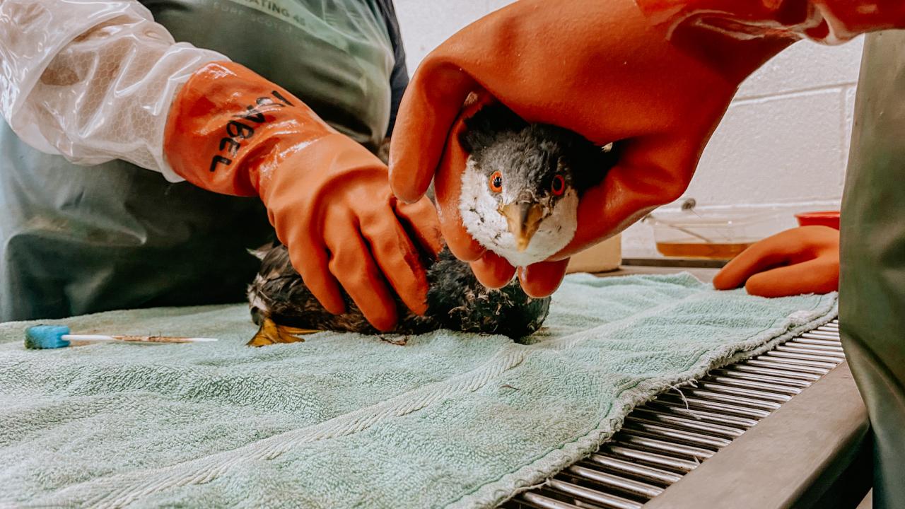 grebe covered in crude oil stares at camera while being treated by orange-gloved wildlife responders