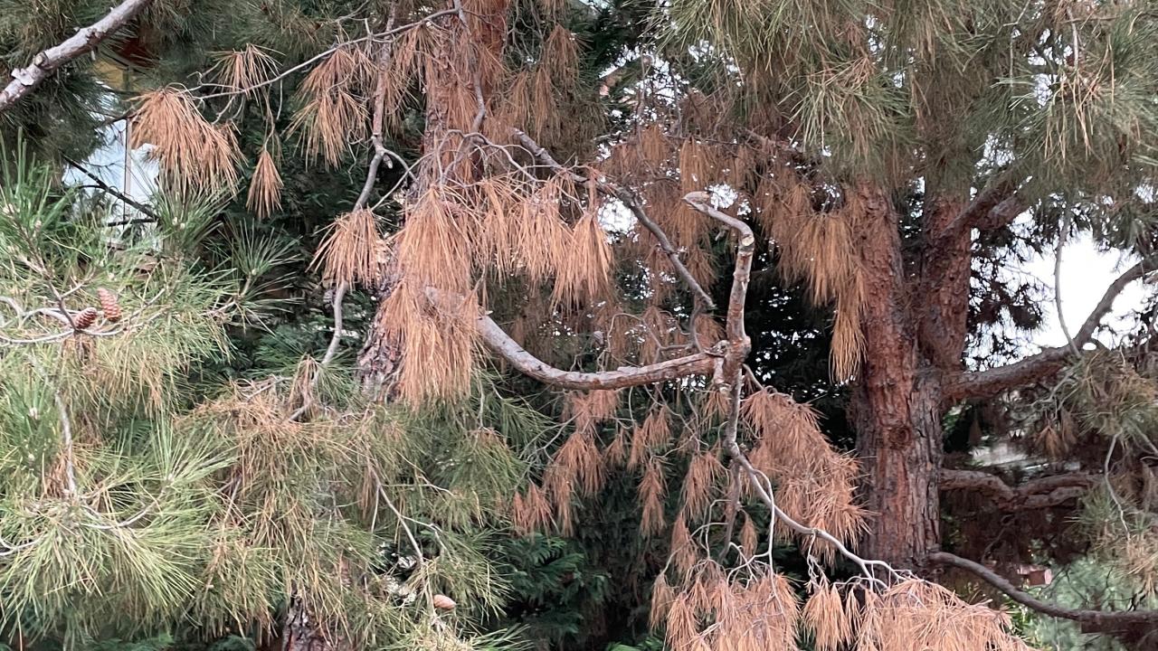 Tree with rust-colored needles shows signs of Pine Ghost Canker infections