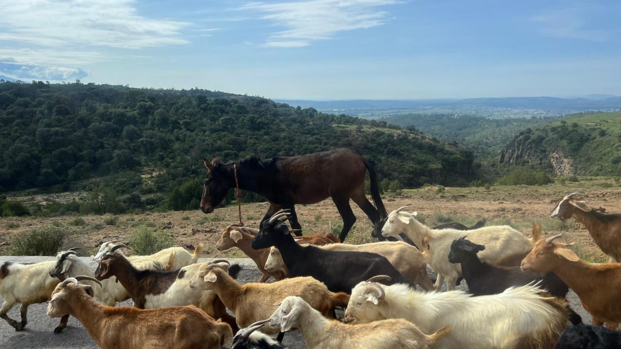 A mule with a herd of goats against a background of sky and mountains. 