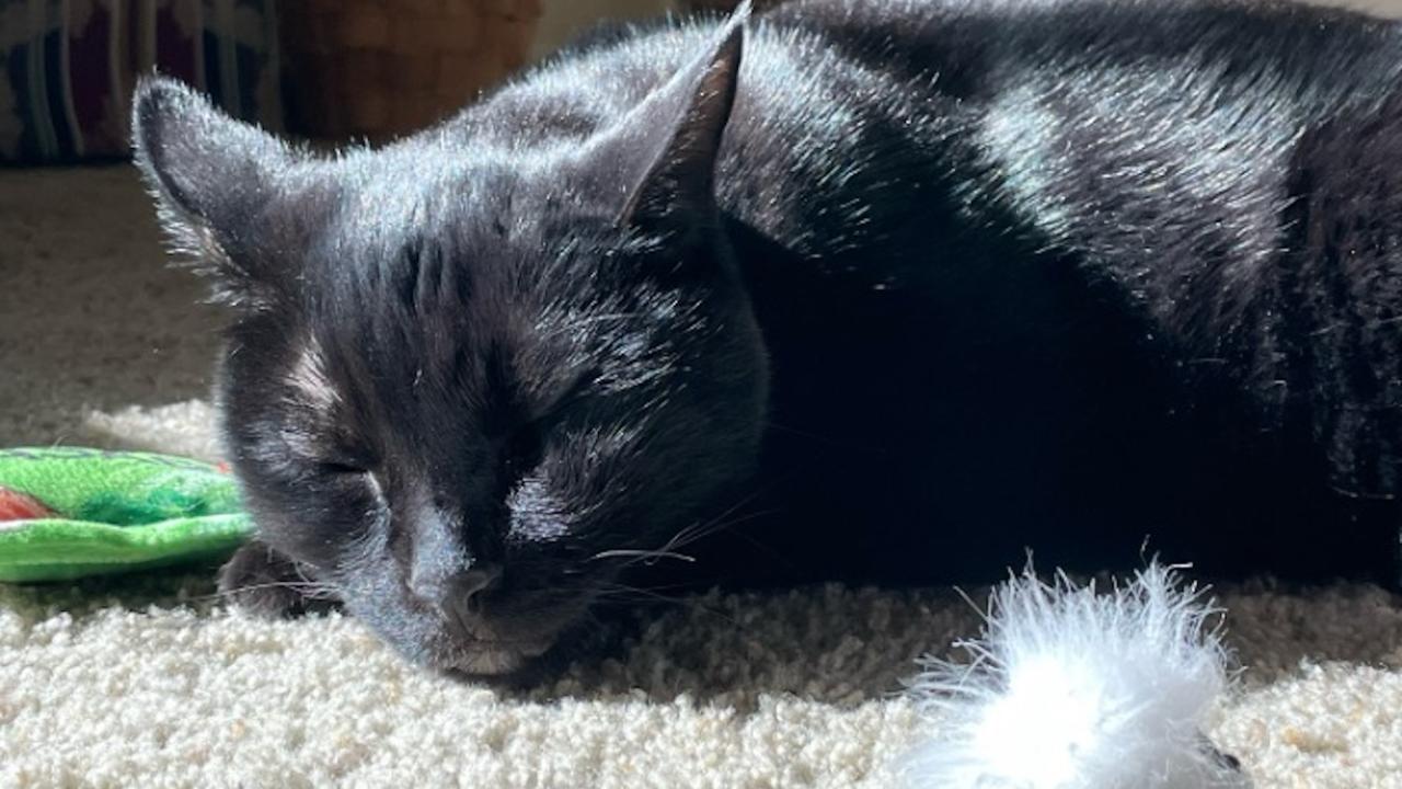 Jakiro or "Jak," a 9-year-old black domestic shorthair owned by Tina Thomas sleeps in the sun. Jak was part of a clinical trial testing a new cancer drug for cats with squamous cell carcinoma. He survived more than eight months after taking part in the clinical trial. (Tina Thomas)