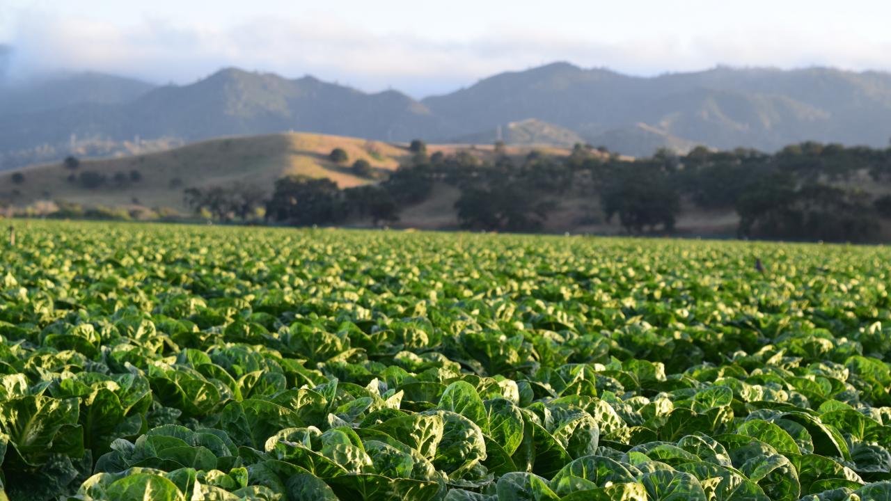 Field of lettuce in California with mountains in background