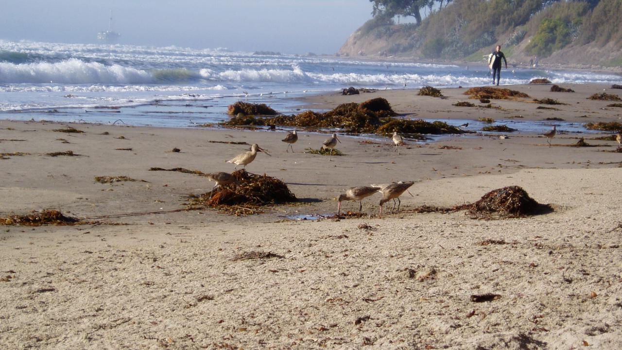 Marbled godwit forage among kelp on beach 
