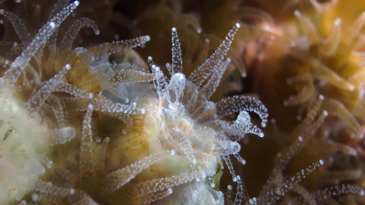 Microscopic coral A. poculata, white with tentacles extended