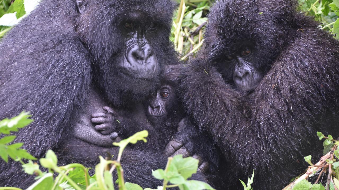 Two adult mountain gorillas snuggle with infant gorilla in Rwanda forest. 