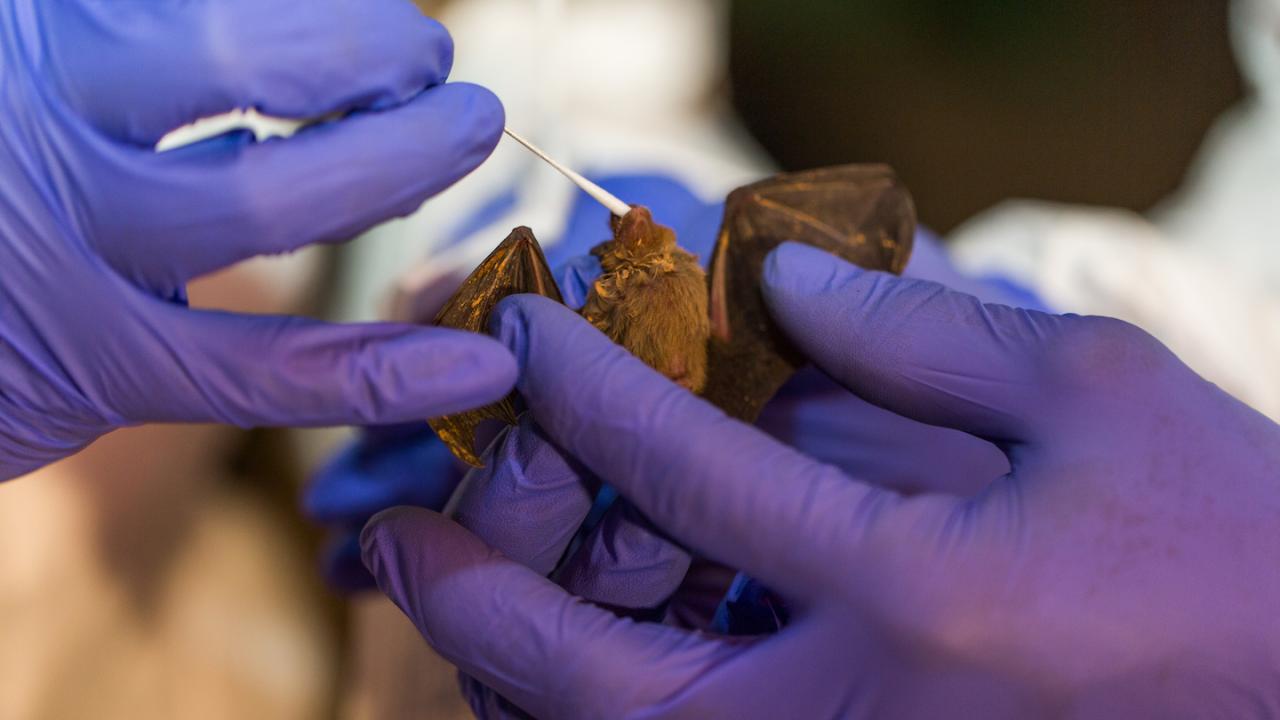 Close up of bat being sampled for viruses in purple gloved hand with swab