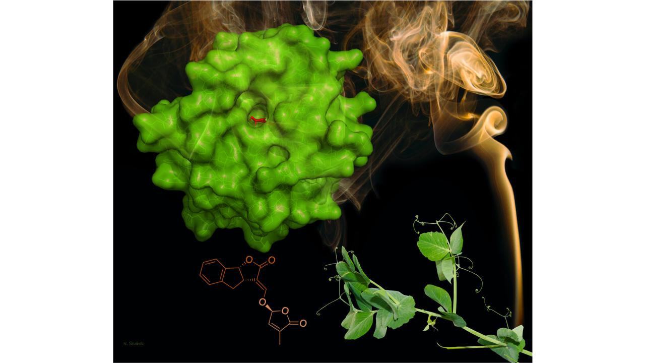 Molecular model of enzyme, pea plant and some smoke
