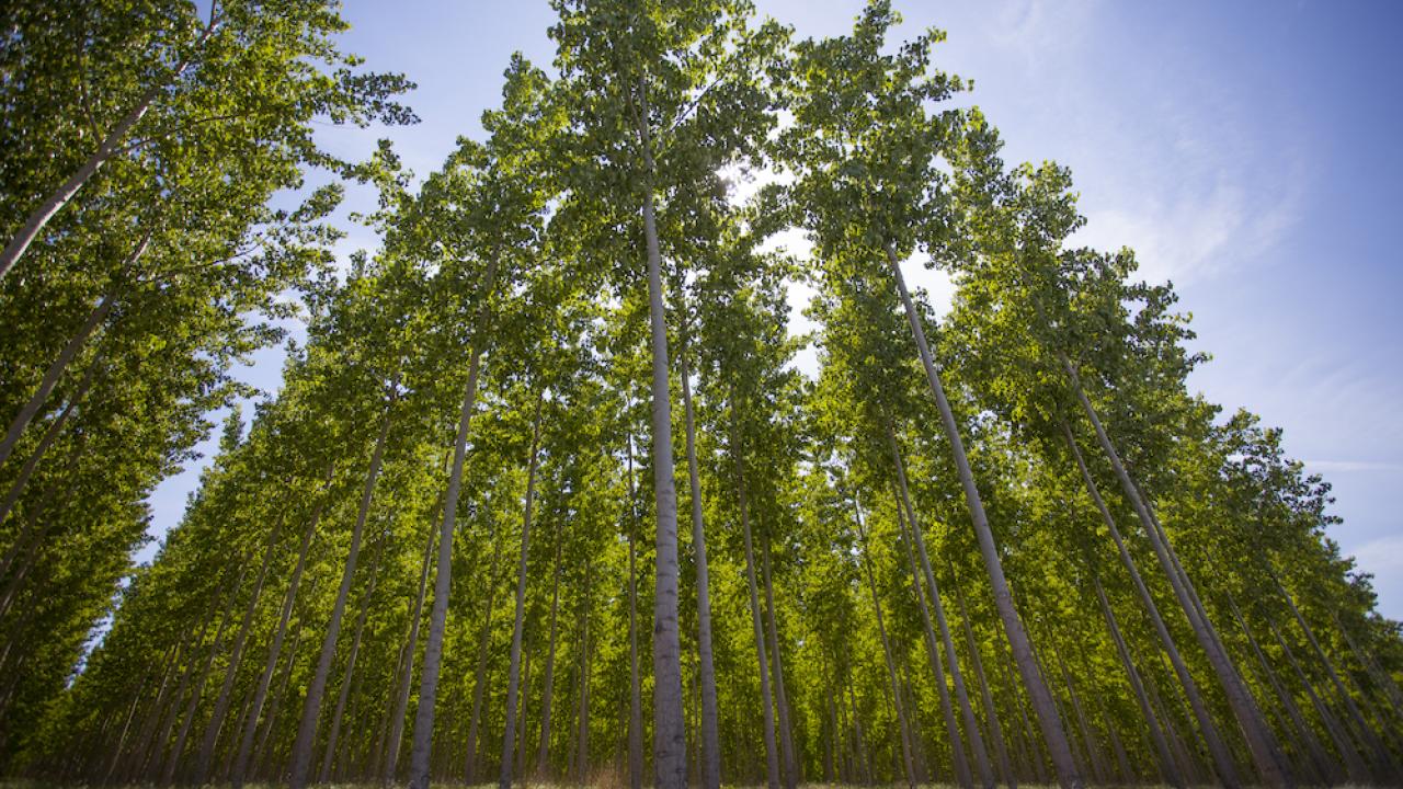 A stand of poplar trees seen from ground level looking up, against a blue sky