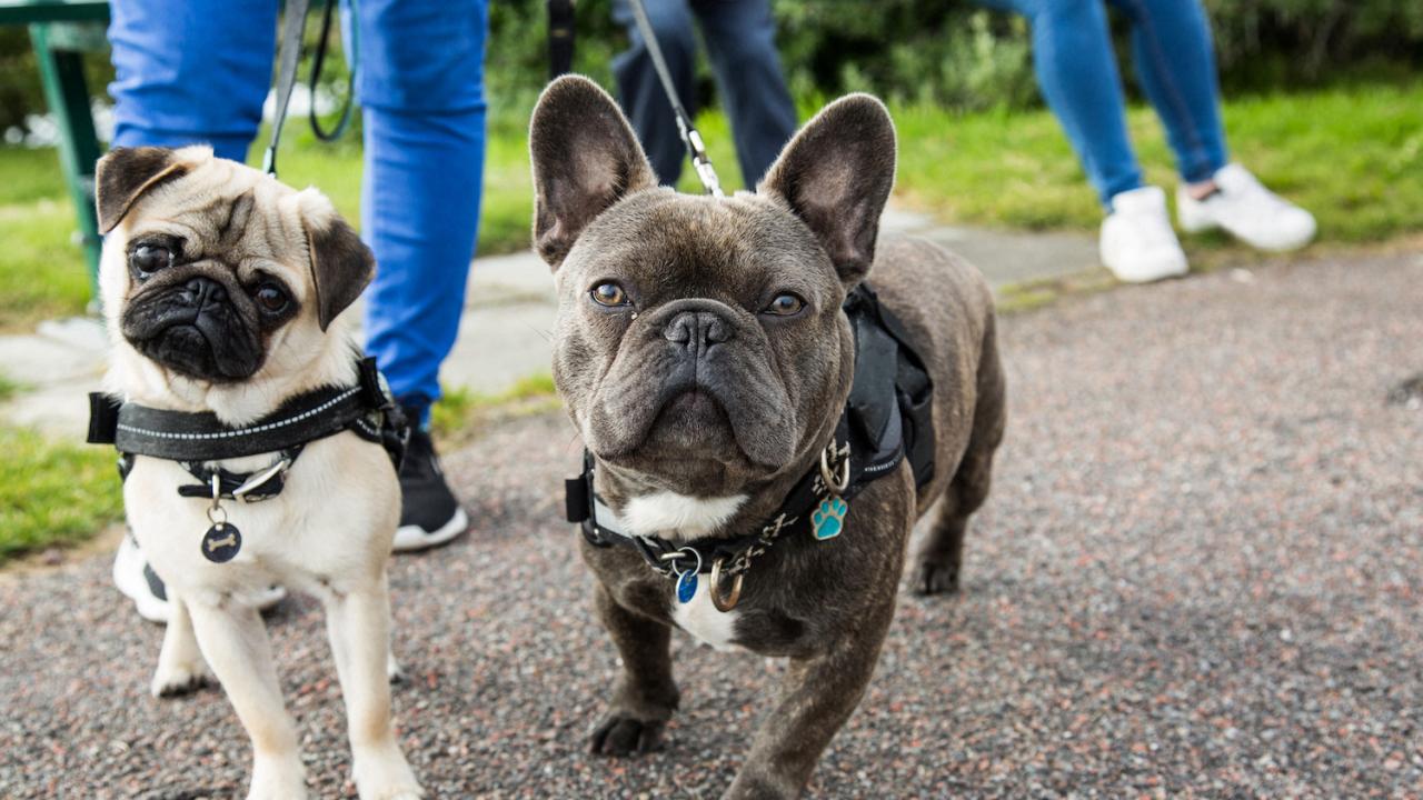 A pug and a french bulldog being walked on a leash