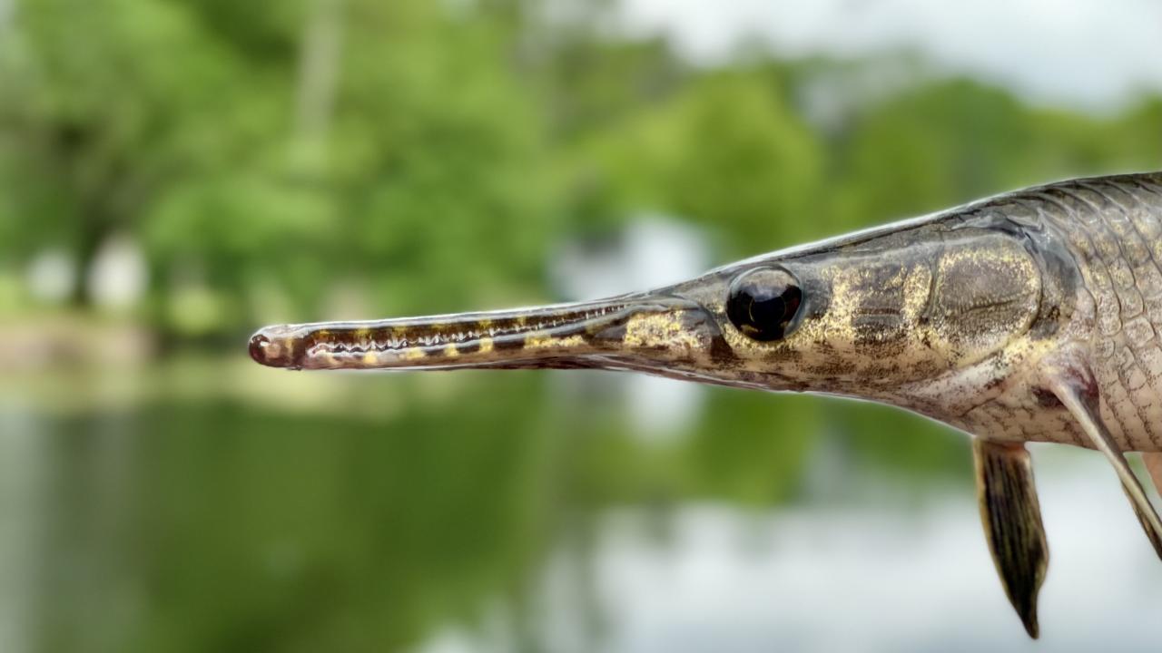 Profile view of snout and face of spotted gar, a native fish in the Louisiana Bayou