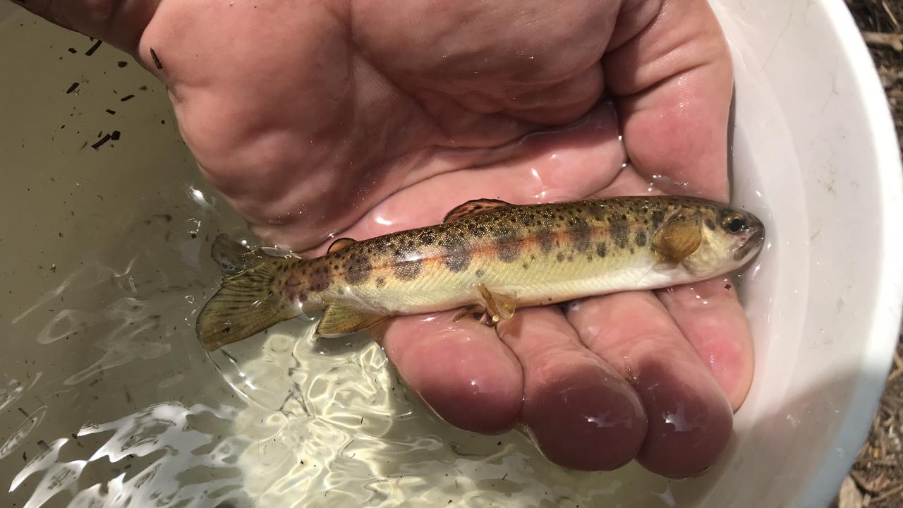 McCloud River Redband Trout, or O. mykiss calisulat, held in hand