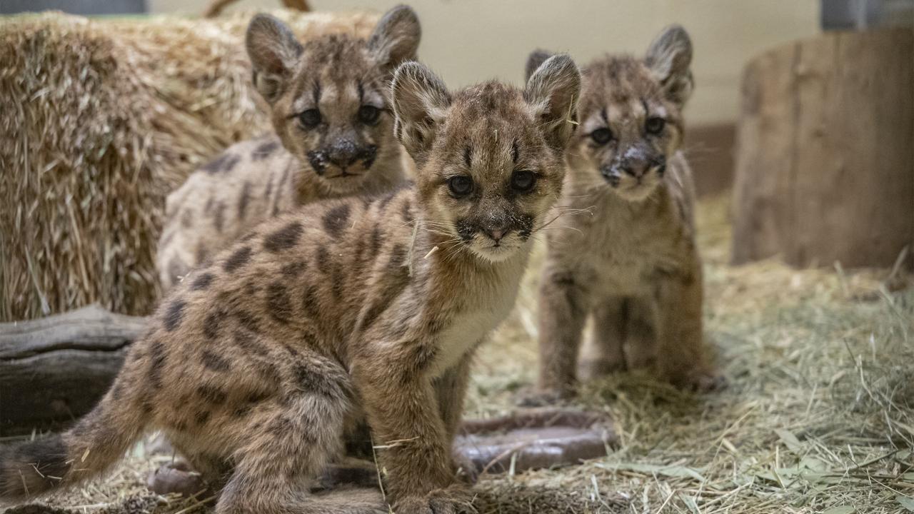 three mountain lion cubs look toward camera while standing in straw-lined floor, hay bale in background