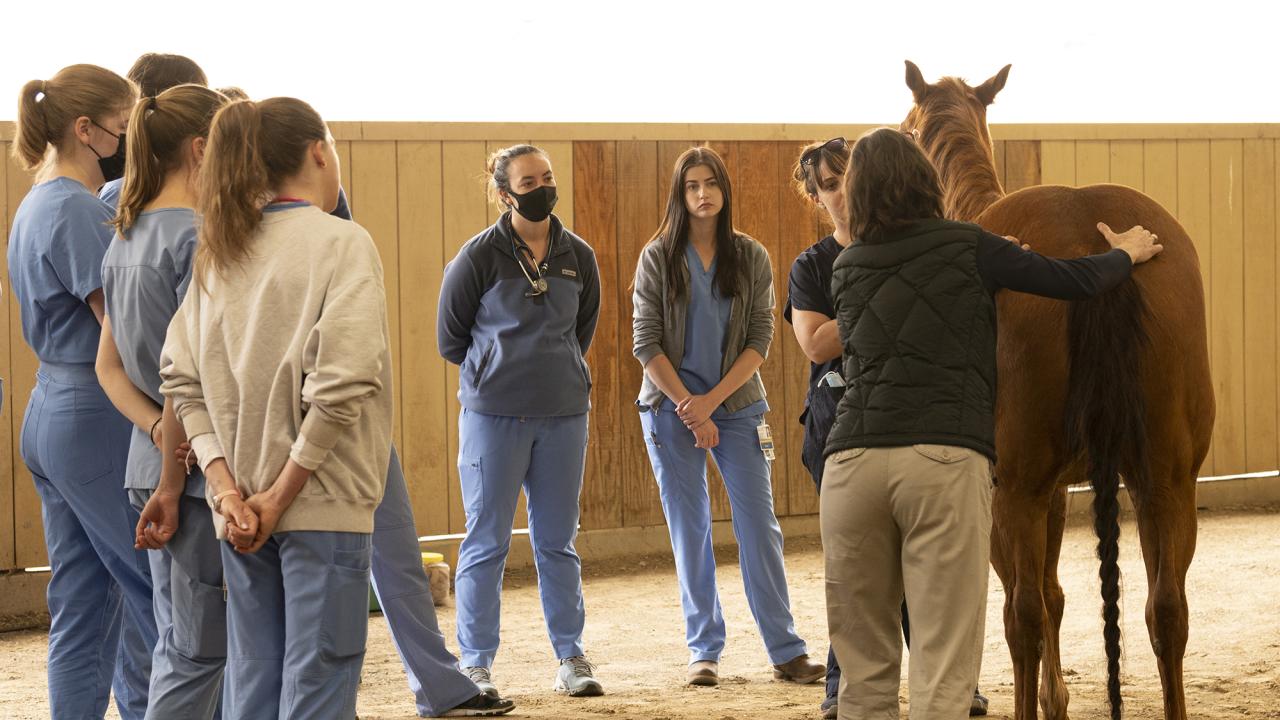 Vet students in blue scrubs watch as an instructor shows them how to evaluate a horse's back.
