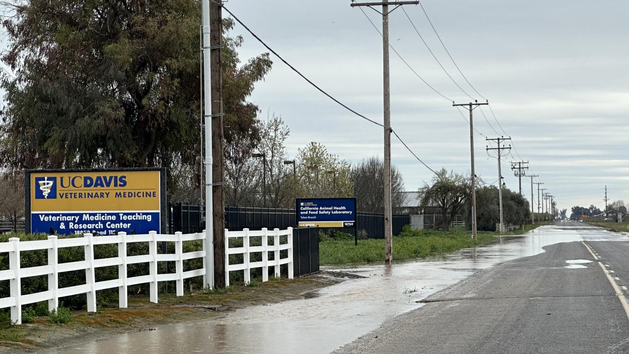 A partly flooded street. On the left is a white rail fence. Signs on the left read UC Davis School of Veterinary Medicine and California Animal Health and Food Safety Laboratory. 