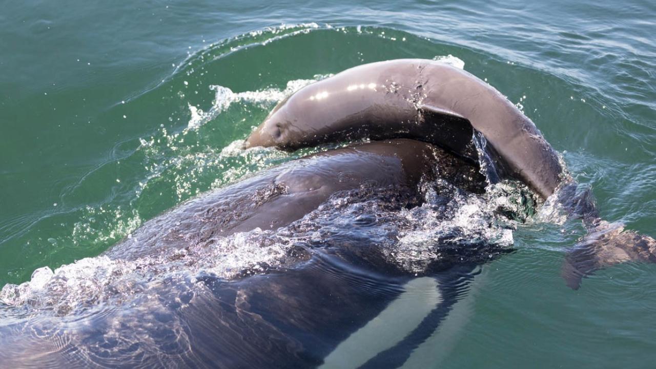 Killer whale pushes porpoise with its nose in water