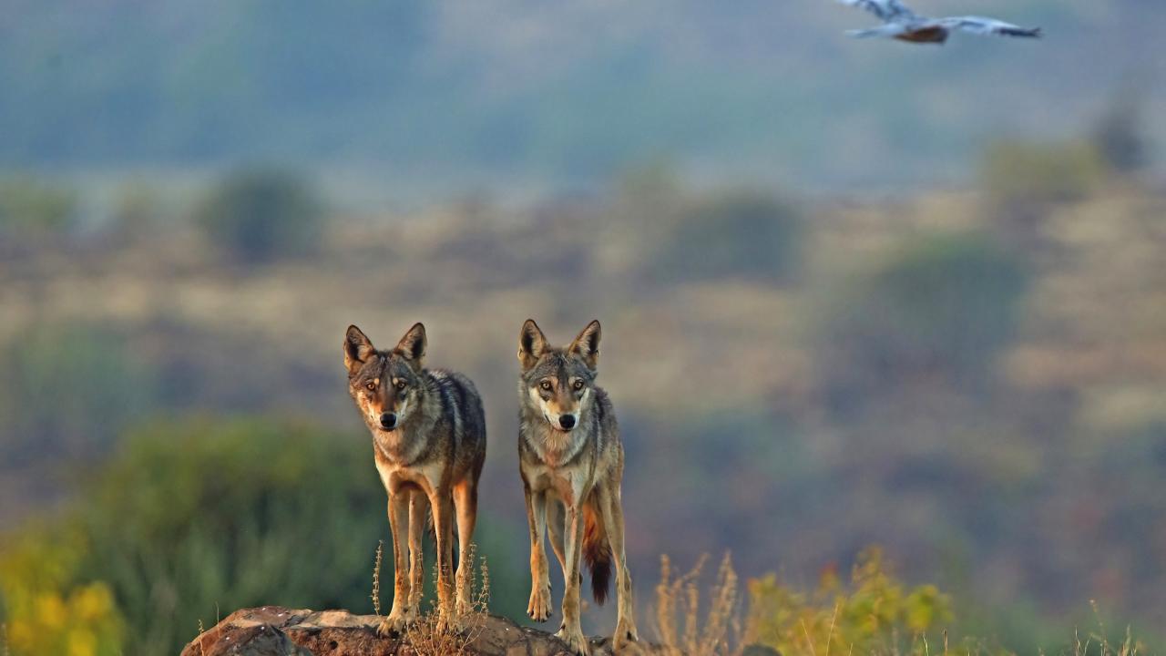 Two Indian wolves in grassland