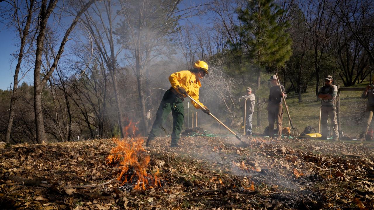 woman in yellow jacket rakes leaves during prescribed burn as flames slowly burn leaves in foreground