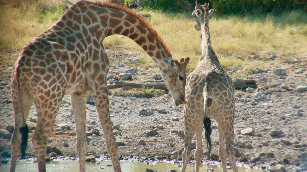 male giraffe performs flehmen behavior as female pees