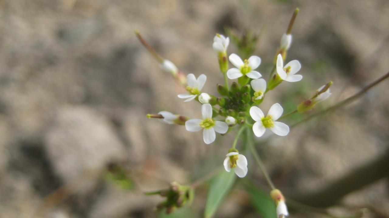 A simple roadside weed may hold the key to understanding and predicting DNA mutation, according to new research from University of California, Davis, 