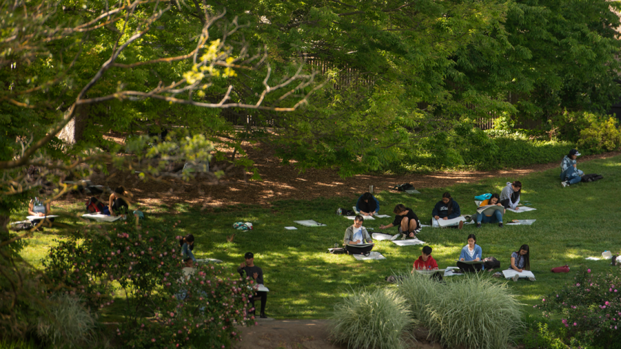 students studying under the trees in the UC Davis Arboretum
