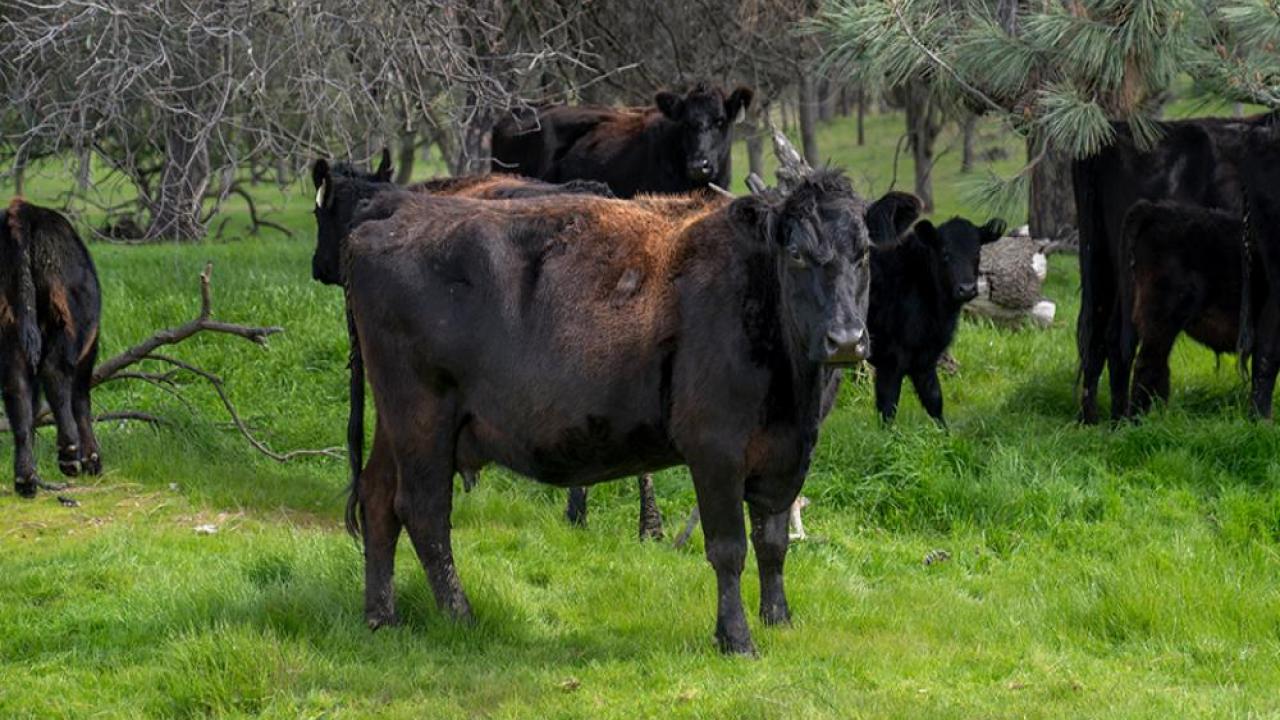 Black Angus cattle grazing