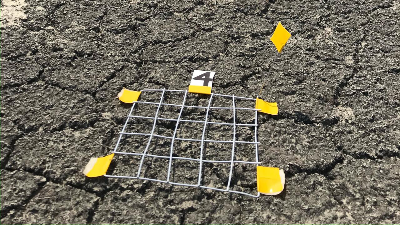 Biological soil crust, or biocrust, with grid laid atop it, with yellow markers for research