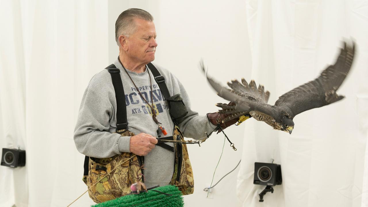 Bird Flight Research Advances Drone Technology and Wild Raptor Care