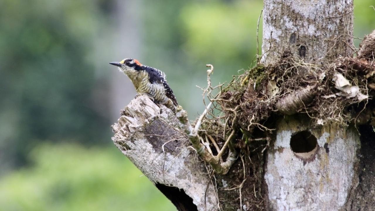 A black-cheeked woodpecker sits in tree with natural cavity in its trunk in Ecuador