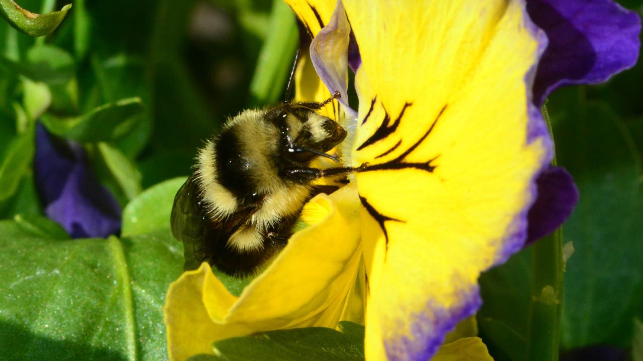 Black-tailed bumblebee on a yellow pansy