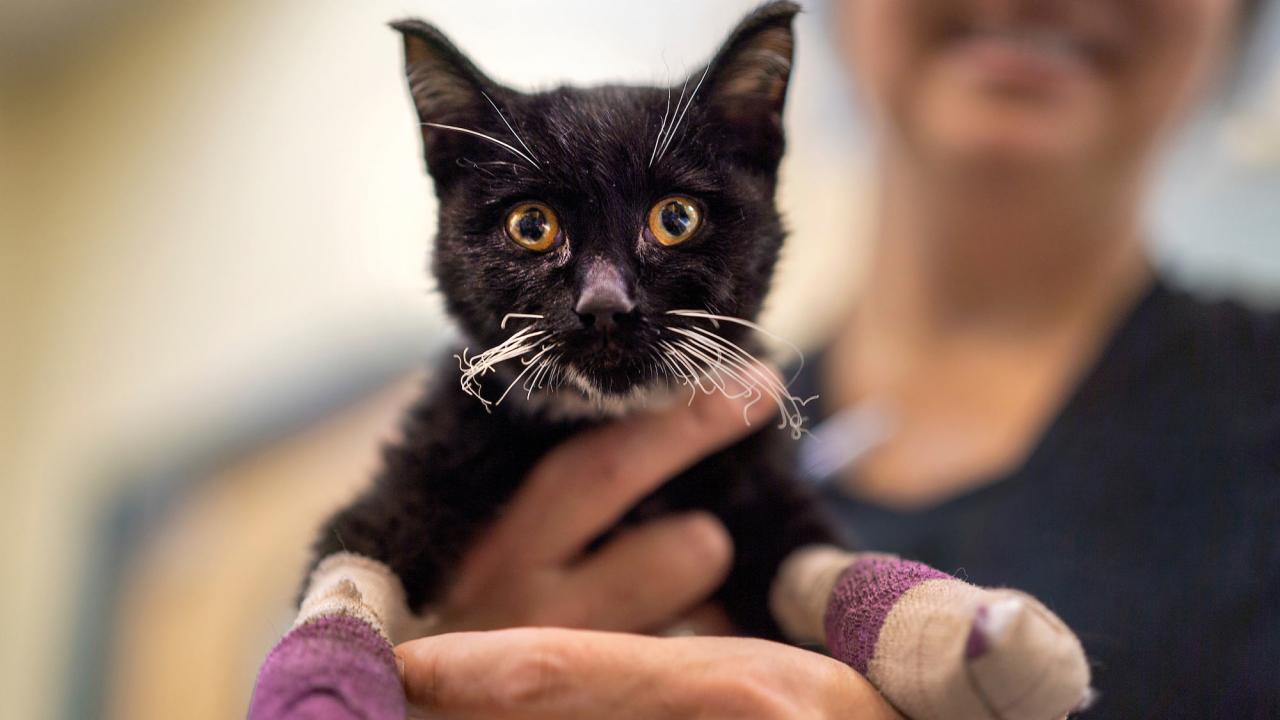 Kitten with bandages on paws, after being burned in wildfire