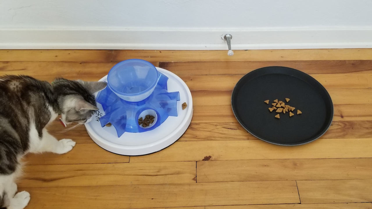 Cat at tray of food