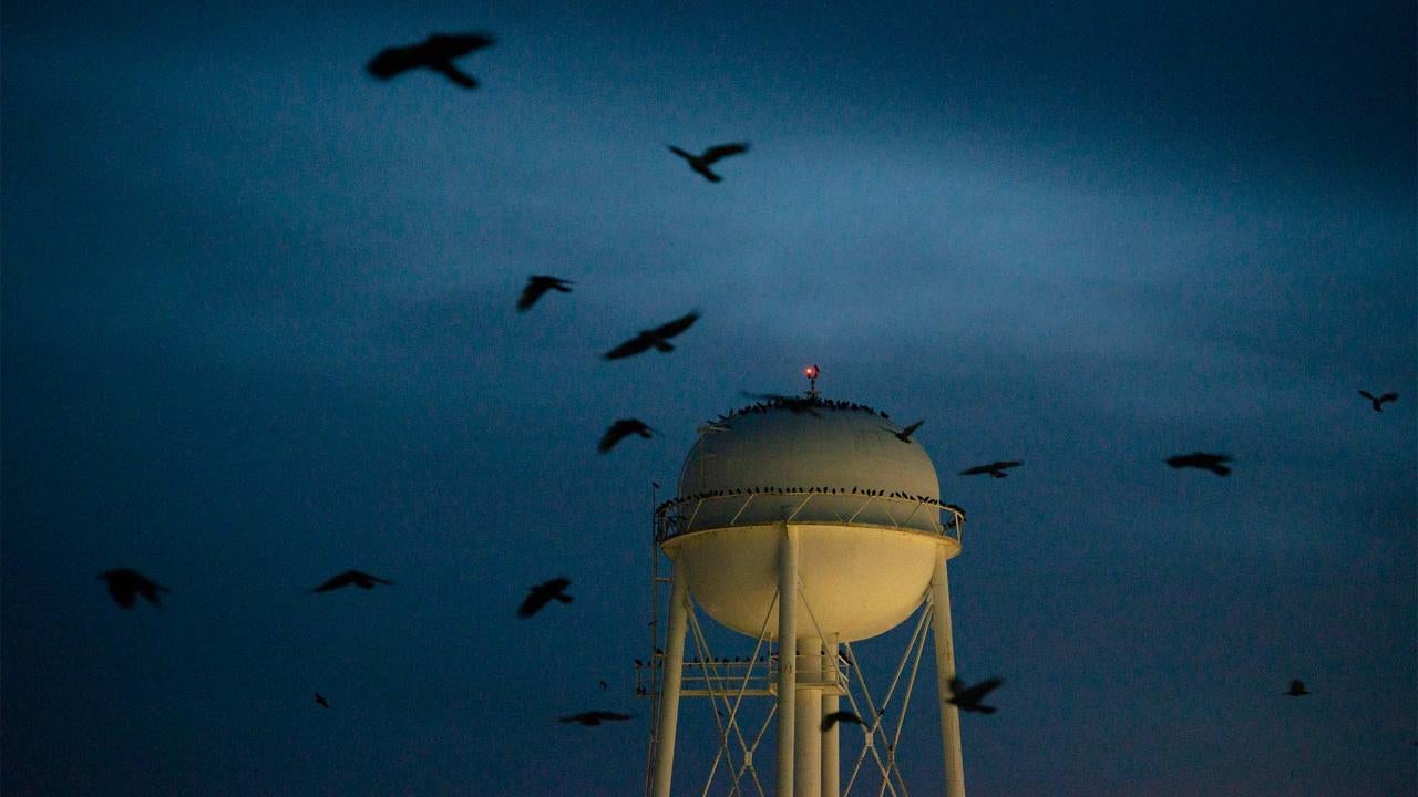 Crows fly away from the UC Davis water tower.