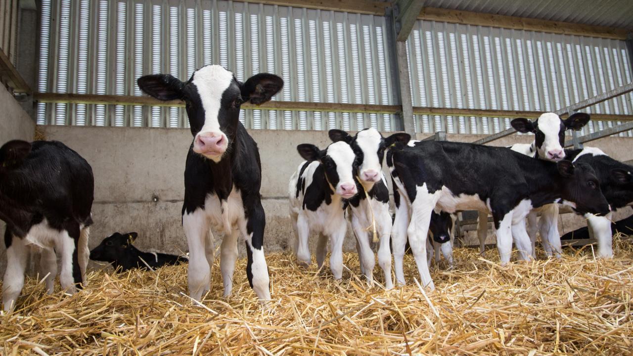 Dairy calves in barn