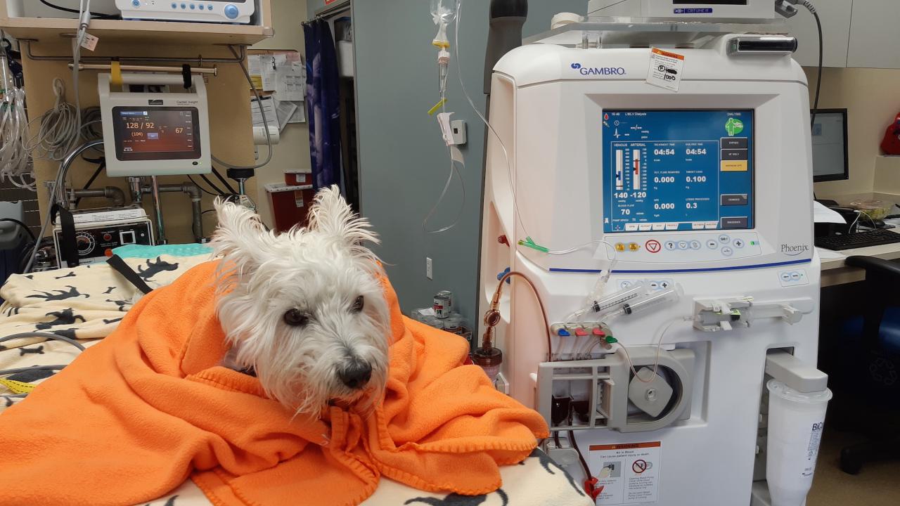 White dog wrapped in orange blanket next to dialysis machine